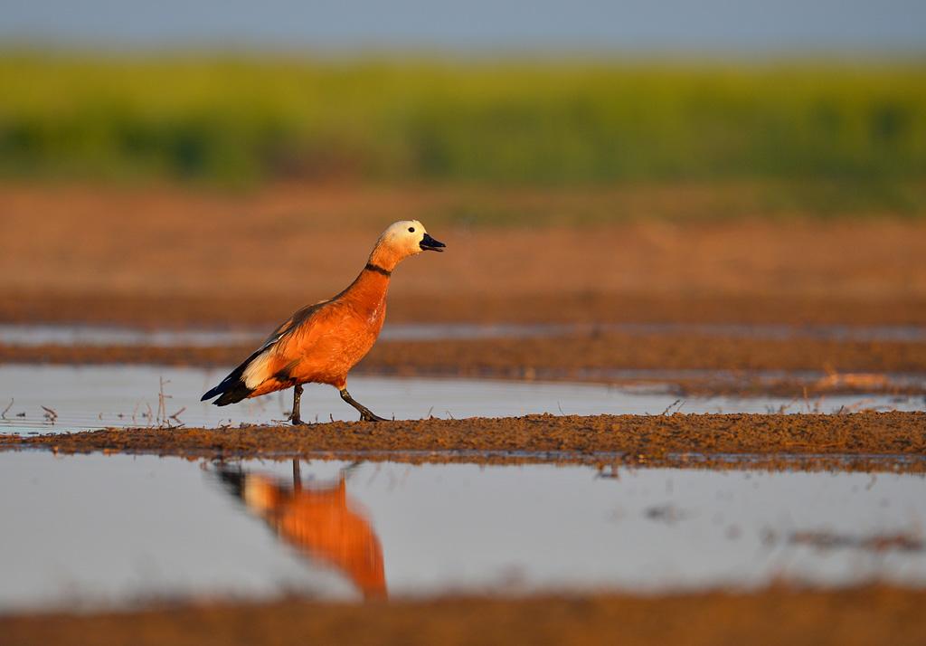 Заказник Астанинские плавни — заповедный уголок Крыма