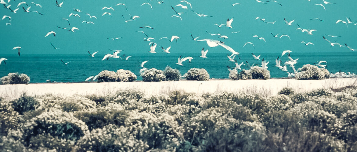 Заповедник Лебяжьи острова — заповедная зона Крыма