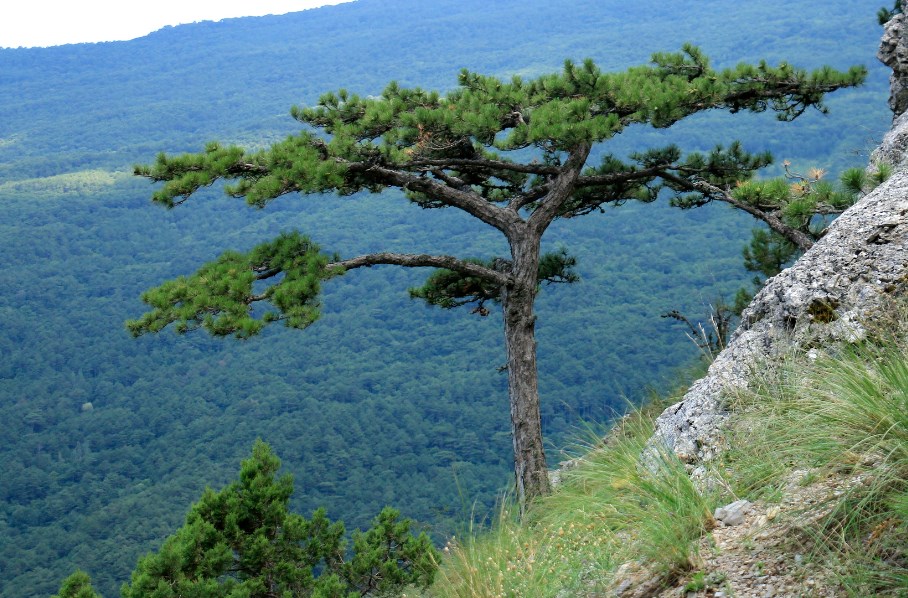 Ялтинский заповедник — уникальная природная зона с богатой флорой и фауной