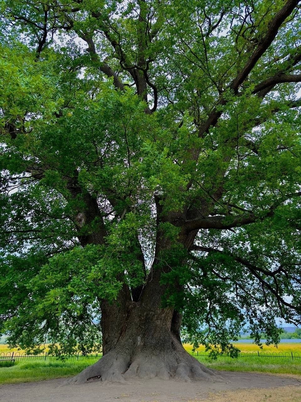 Суворовский дуб